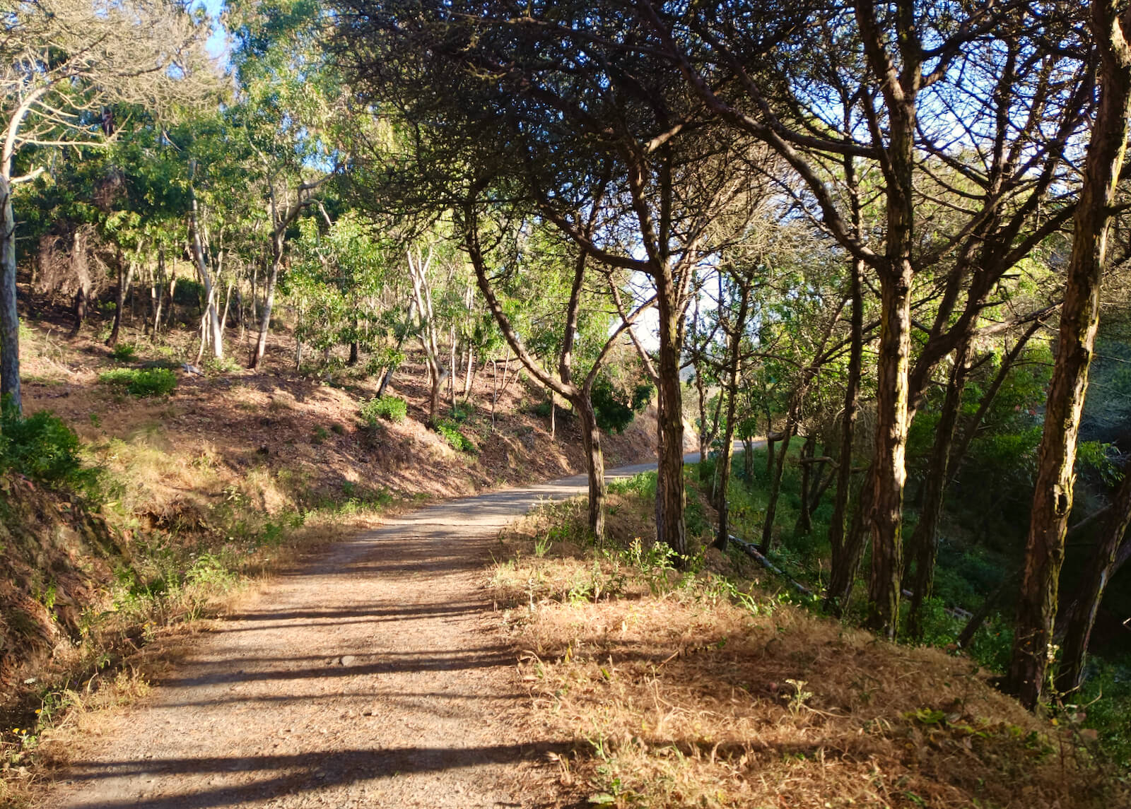 yoga-retreat-portugal-algarve-wolfs-may-forest The Mindfulness & Yoga Retreat | 13 May 2023